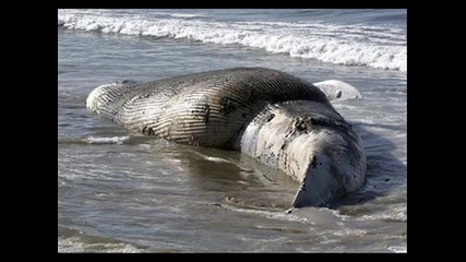 най- големия кит на света
