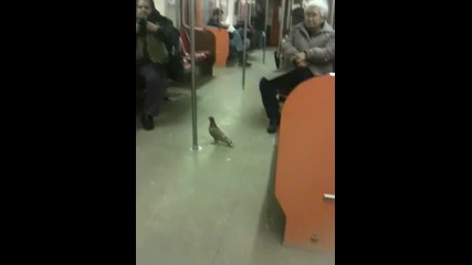 Птица в метрото