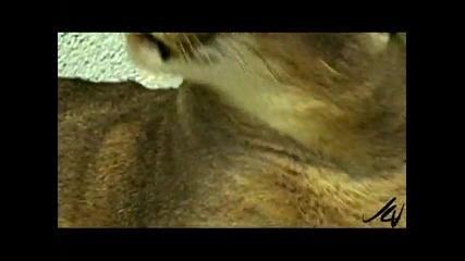 Африкански Каракал и котка Сервал 
