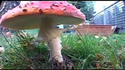 Mushroom time lapse Amanita Muscaria 
