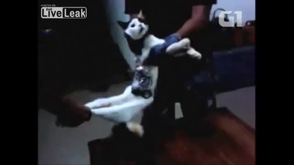 Котка контрабандист хваната в затвора !