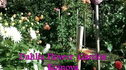 Dahlia Flower Garden