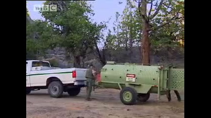 The Artful Dodger - Bear Crime - Bbc Animals 
