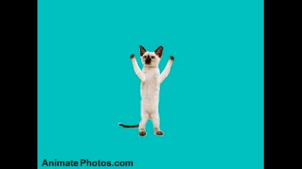 Dancing cats - Давай коте давай Смях 
