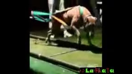 Pitbull Show - летящи питбули 