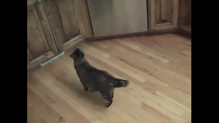 как да държим котката далеч от кухненския плот