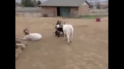 Кози се забавляват!