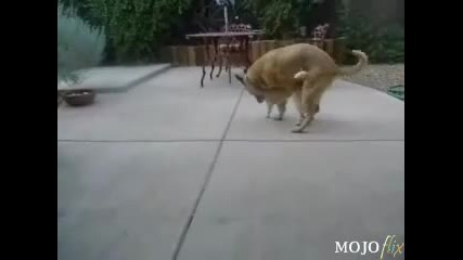 Куче Изнасилва Котка