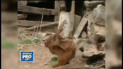 Chinese chicken lays monster egg with another egg inside