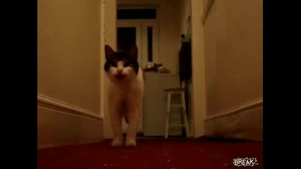 Коте мармори на котешки 