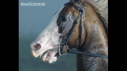 Horses as youve never seen them before 