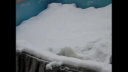 Детето на полярната мечка 