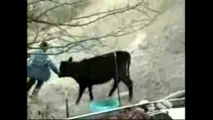 Крава Изнасилва Фермер