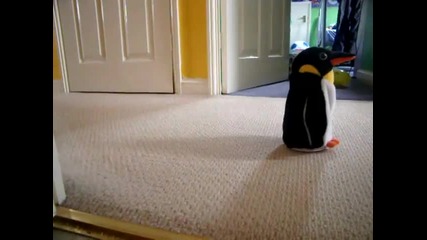 Малък дакел се плаши от пингвин ;д