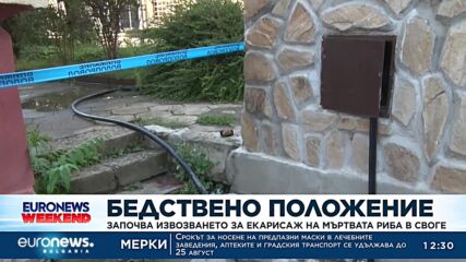 Започва извозването за екарисаж на мъртвата риба в Своге