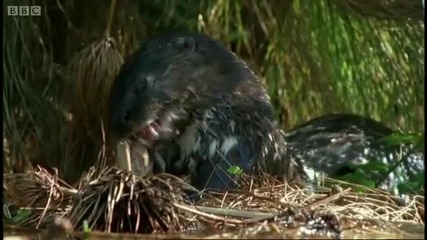 Animals on the wetlands of the Nile - Bbc 