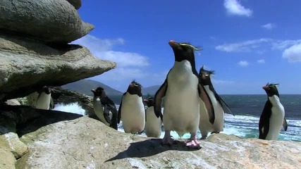 Penguin Fail - Компилация падащи пингвини ..