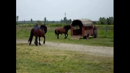 Hrvatski posavci,posavski Bregi,2010.05