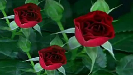 Розата-кралицата на цветята! ... ( Enrique Chia music) ... ...