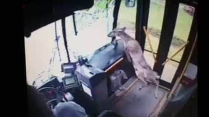 Неочакван пътник - Автобус удря елен
