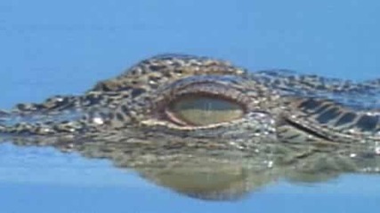 Animal Planet - krokodil