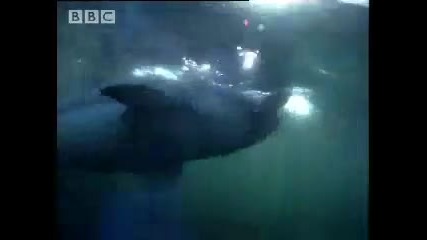 Great white shark attack - Bbc 