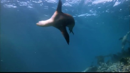 Съхрани! Земята е Красива: Дълбочината на Океана - Save! Beautiful Earth: The Depth Of Ocean