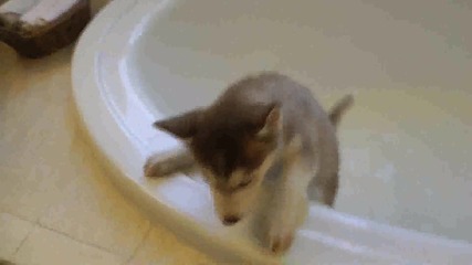 Кучето не иска в банята.. ;дд