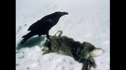 Krummavisur - Iceland Folk Song