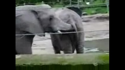Палави Слонове 
