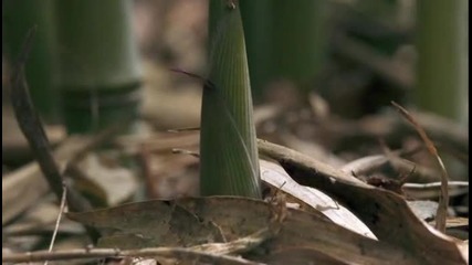 Bbc.life.plants 