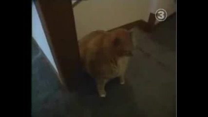 Рекорд на Гинес:Най - Дебелата Котка В Света