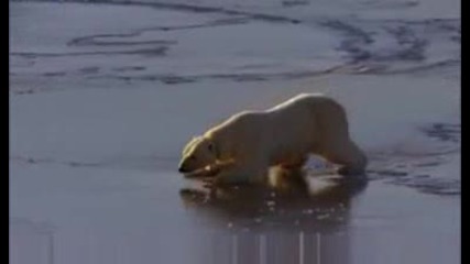 Полярни Мечки Се Пързалят По Леда...
