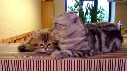 Brotherly Cat Love