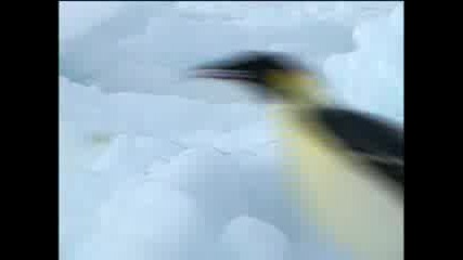 Леопардов Тюлен Напада Пингвини