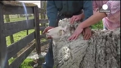 Най-рунтавата овца в света