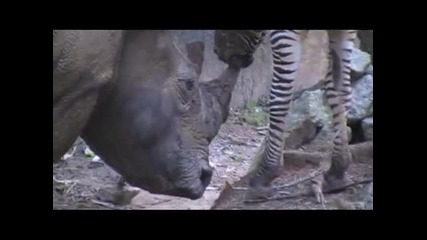 Зебра ръпа рога на носорог 