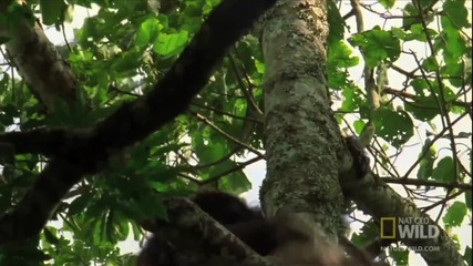 Убийците наречени Шимпанзета [hd]