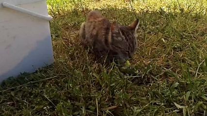 Коте яде зрънчо Зайо-байо