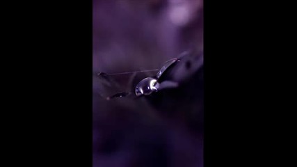Luke Terry - Tears of Disbelief