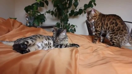 Красиви бенгалски котки си играят