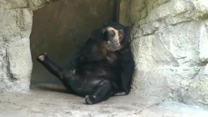 Masturbating Bear 