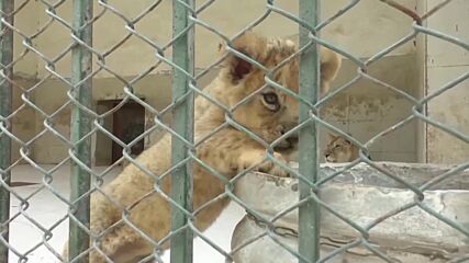 Шест малки лъвчета са най-новите питомци на сафари парк в Лахор