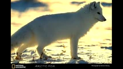 Интересни факти за полярната лисица.