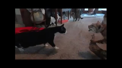 Котка се стряска от препарирана котка - Смях !