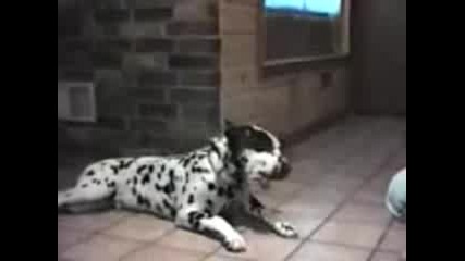 Talking Dogs