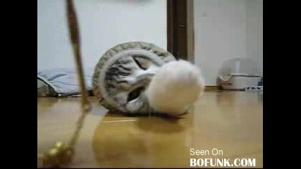 Яка Котка На Тясно