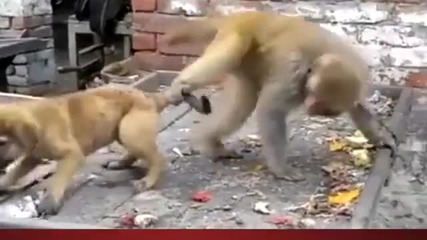 Маймуна досажда на куче