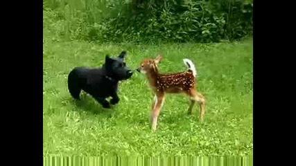 Куче и сърничка си играят