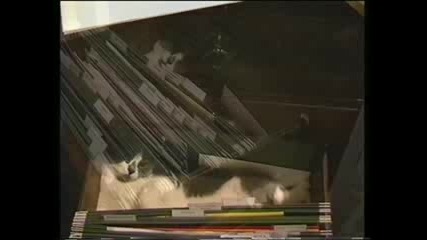 Котка Спи Сладко